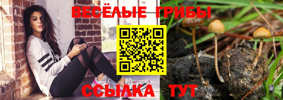 Галлюциногенные грибы Psilocybe Волжский